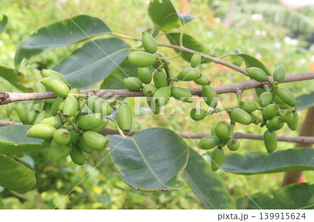 Syzygium polyanthum or Java Plum fruit plant Syzygium polyanthum or Java Plum fruit plant 139915624