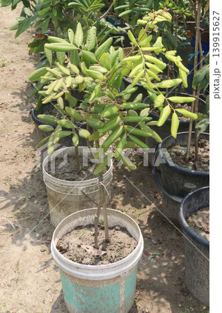 Longan fruit on tree in farm for harvest are cash crops Longan fruit on tree in farm for harvest are cash crops 139915627