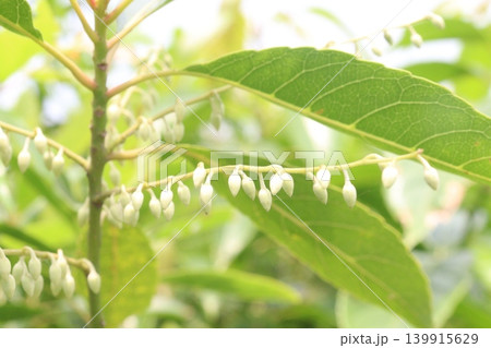 Oxydendrum arboreum, commonly known as sourwood 139915629