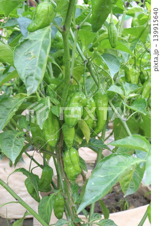 Naga chili pepper plant on farm for harvest are cash crops Naga chili pepper plant on farm for harvest are cash crops 139915640