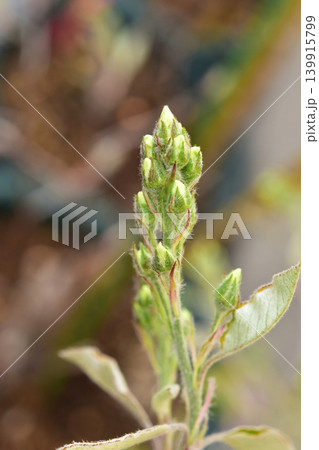 鉢植えのジューンベリーの蕾 鉢植えのジューンベリーの蕾 139915799