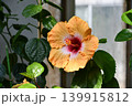 ハイビスカス「グレート・サタン」　Hibiscus 'Great Satan' 139915812