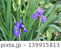 アヤメ Iris 139915813