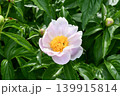 シャクヤク　Chinese Peony 139915814