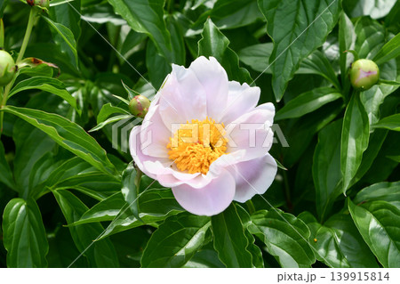 シャクヤク　Chinese Peony 139915814