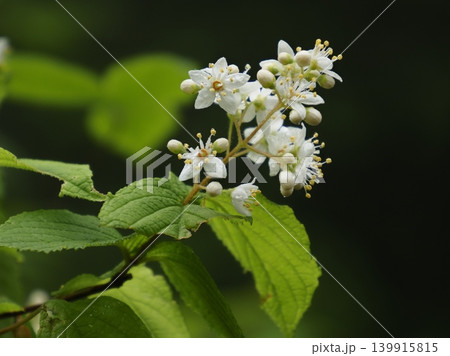 マルバウツギの花 マルバウツギの花 139915815