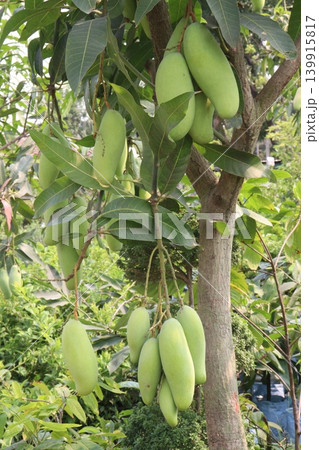 mango on tree in farm for sell are cash crops 139915817