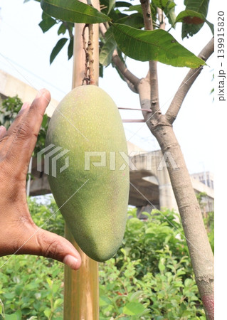 mango on tree in farm for sell are cash crops mango on tree in farm for sell are cash crops 139915820