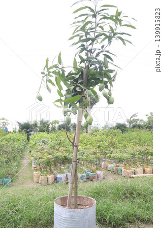 mango on tree in farm for sell are cash crops 139915823
