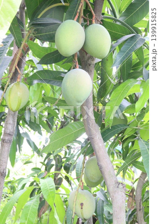 mango on tree in farm for sell are cash crops mango on tree in farm for sell are cash crops 139915825