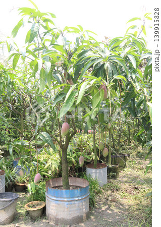 mango on tree in farm for sell are cash crops mango on tree in farm for sell are cash crops 139915828