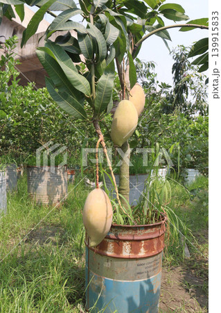 mango on tree in farm for sell are cash crops 139915833