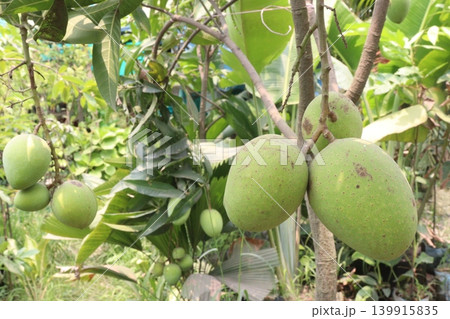 mango on tree in farm for sell are cash crops mango on tree in farm for sell are cash crops 139915835