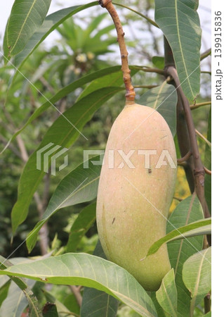 mango on tree in farm for sell are cash crops mango on tree in farm for sell are cash crops 139915836