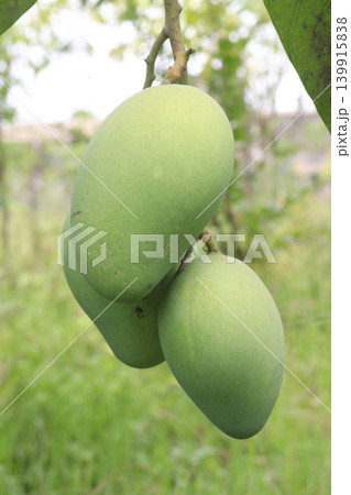 mango on tree in farm for sell are cash crops mango on tree in farm for sell are cash crops 139915838