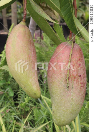 mango on tree in farm for sell are cash crops mango on tree in farm for sell are cash crops 139915839