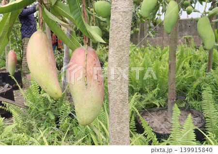 mango on tree in farm for sell are cash crops 139915840