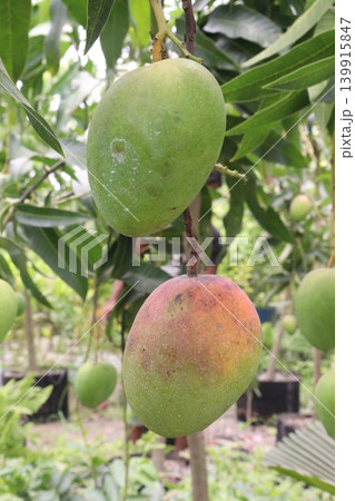 mango on tree in farm for sell are cash crops mango on tree in farm for sell are cash crops 139915847