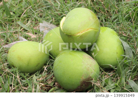 mango on tree in farm for sell are cash crops mango on tree in farm for sell are cash crops 139915849