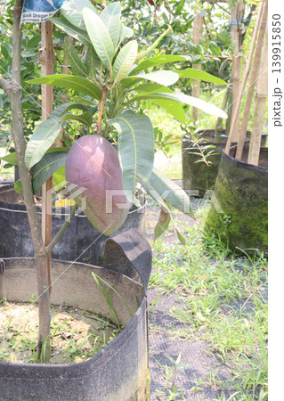 mango on tree in farm for sell are cash crops 139915850