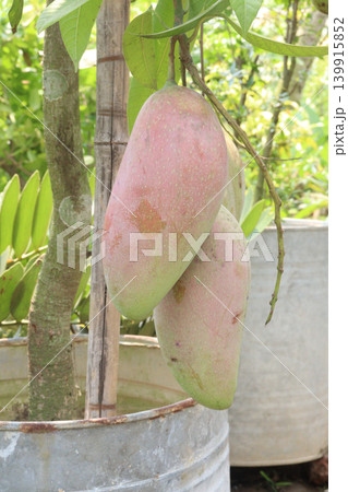 mango on tree in farm for sell are cash crops 139915852