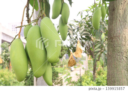 mango on tree in farm for sell are cash crops 139915857