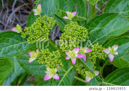 開花間近のアジサイのつぼみ 開花間近のアジサイのつぼみ 139915955