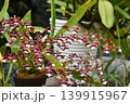 オンシジウム・シャーリーベイビー「スイートフレグランス」　Oncidium Sharry Baby 139915967