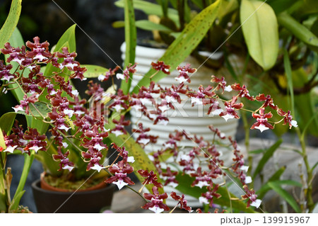 オンシジウム・シャーリーベイビー「スイートフレグランス」 Oncidium Sharry Baby オンシジウム・シャーリーベイビー「スイートフレグランス」 Oncidium Sharry Baby 139915967