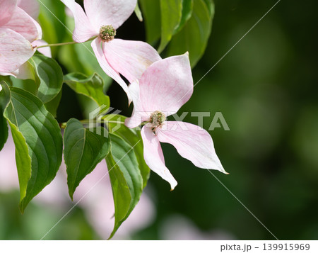薄紅色のヤマボウシの花 139915969