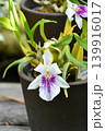 ミルトニア・スペクタビリス　Outstanding Miltonia 139916017