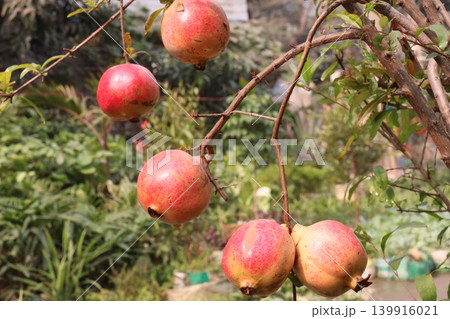 Pomegranate on plant in farm for harvest Pomegranate on plant in farm for harvest 139916021