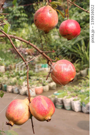 Pomegranate on plant in farm for harvest 139916022