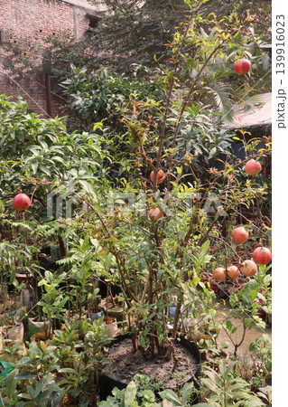 Pomegranate on plant in farm for harvest Pomegranate on plant in farm for harvest 139916023