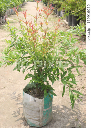 Pomegranate plant in farm for harvest 139916030