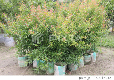 Pomegranate plant in farm for harvest 139916032