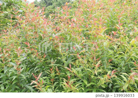 Pomegranate plant in farm for harvest Pomegranate plant in farm for harvest 139916033