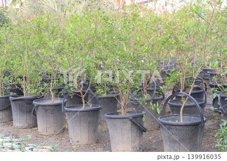 Pomegranate plant in farm for harvest 139916035