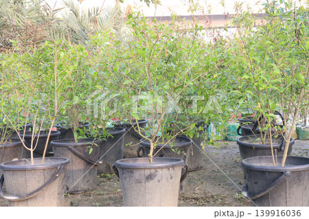 Pomegranate plant in farm for harvest 139916036