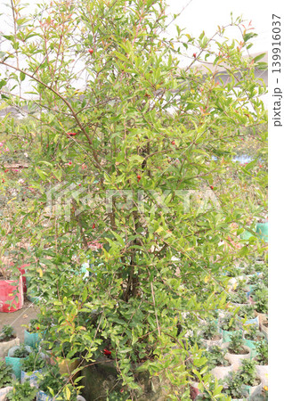 Pomegranate plant in farm for harvest 139916037