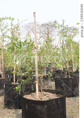 Pomegranate plant in farm for harvest Pomegranate plant in farm for harvest 139916040