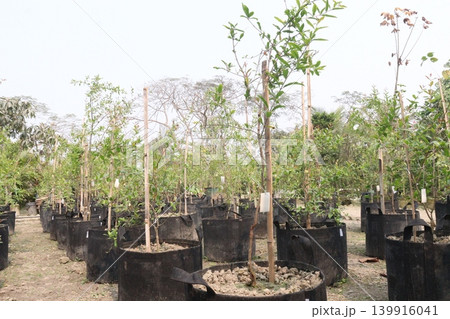 Pomegranate plant in farm for harvest Pomegranate plant in farm for harvest 139916041