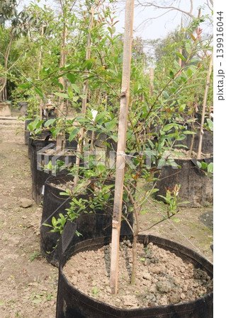 Pomegranate plant in farm for harvest Pomegranate plant in farm for harvest 139916044