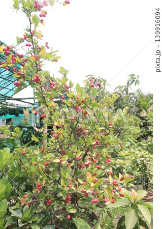 Carissa carandas fruit on tree in farm Carissa carandas fruit on tree in farm 139916094