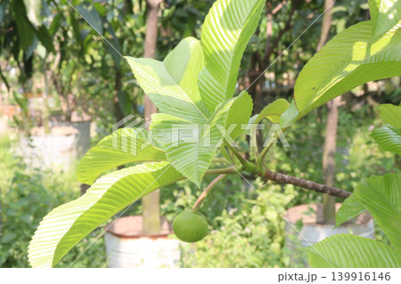Dillenia indica commonly known as Elephant apple fruit plant Dillenia indica commonly known as Elephant apple fruit plant 139916146