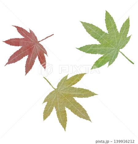 紅葉したモミジの葉の和柄イラストセット 紅葉したモミジの葉の和柄イラストセット 139916212