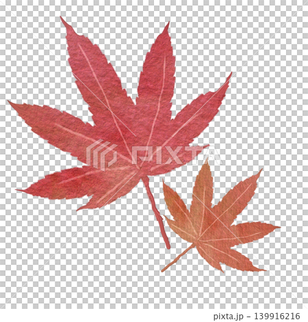 日式風格的秋色楓葉插畫 139916216