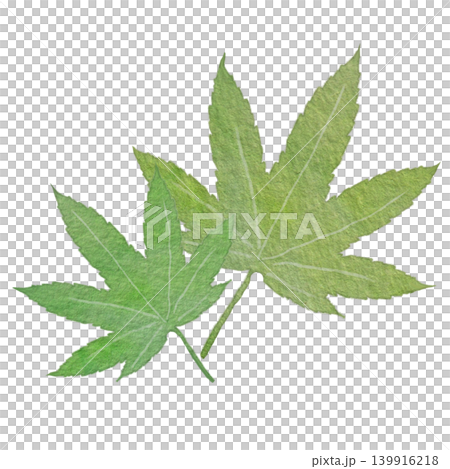 初夏楓葉插圖 139916218
