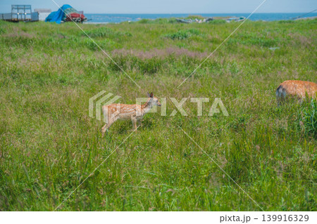 [野付半島]野付半島の果てに広がる灰色の原野「トドワラ」、エゾシカが生息する風景 139916329