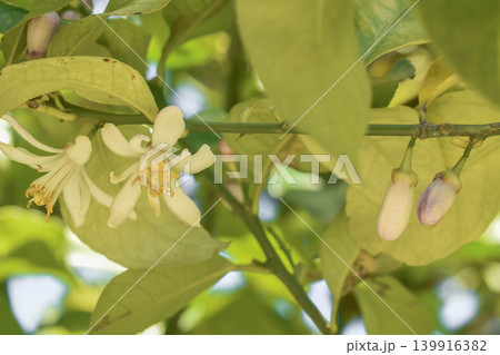 爽やかな香りのレモンの花 爽やかな香りのレモンの花 139916382